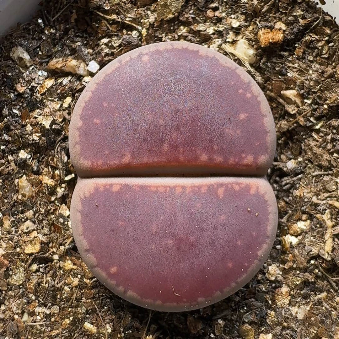 生石花11111。    232