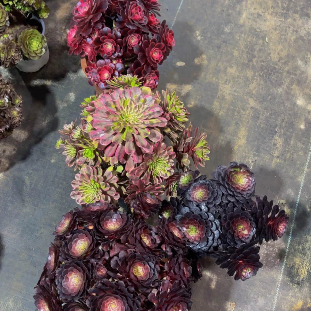 【闪购商品】46300