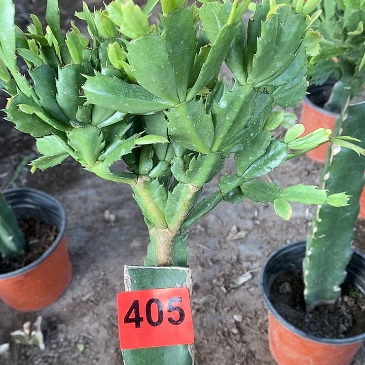 无花朵妹妹405号