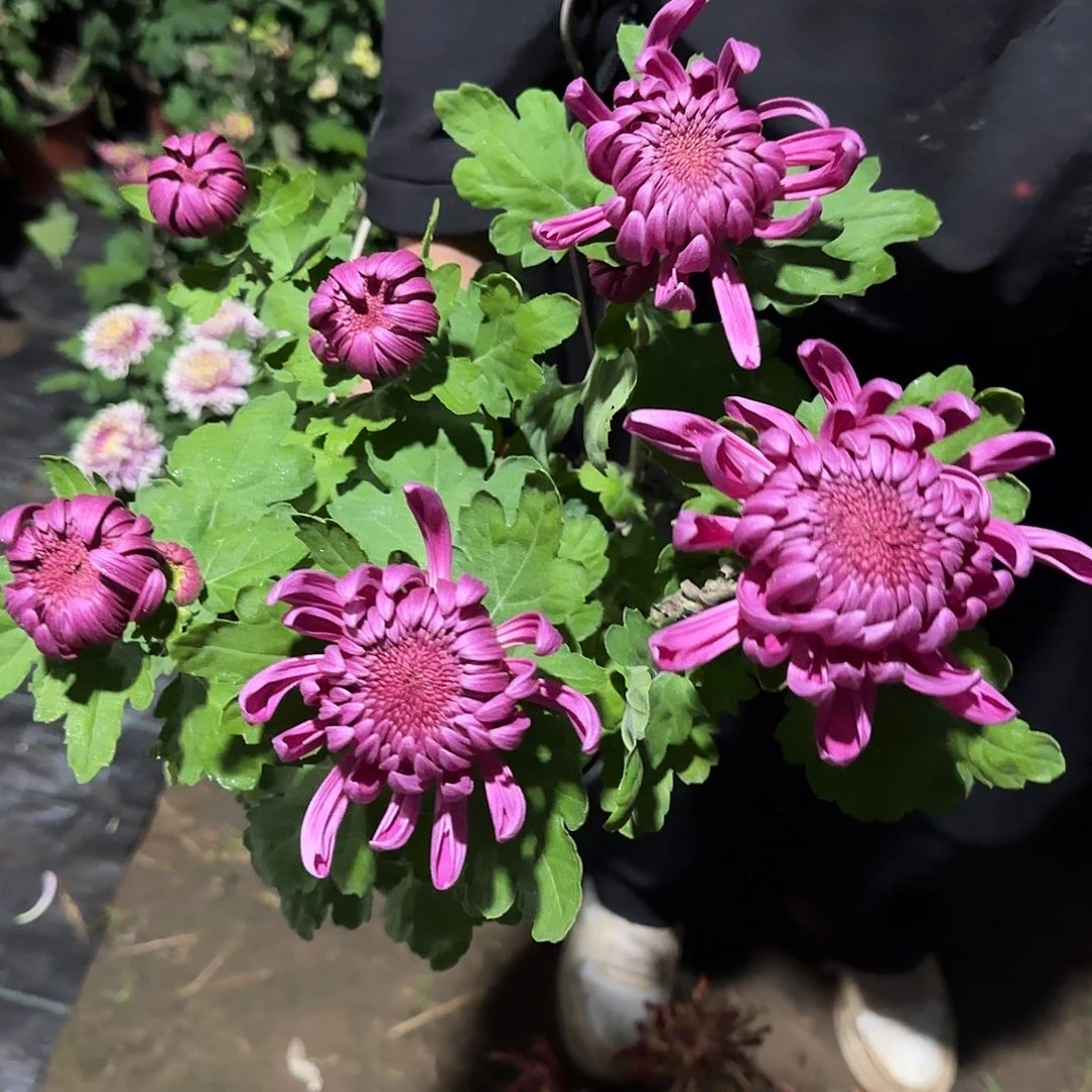 无花朵朱夏一颗一颗