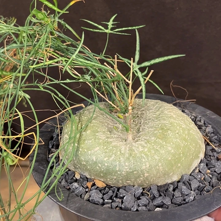 汤圆植物彩叶西番莲