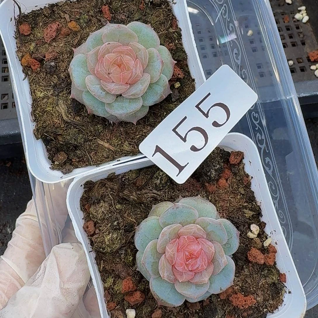 多肉植物多肉植物155