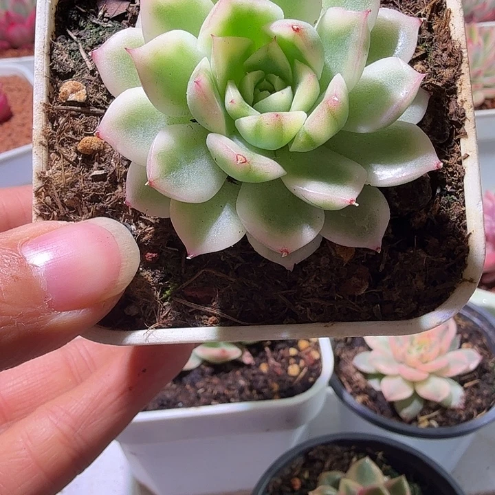 白麦秆锦多肉植物