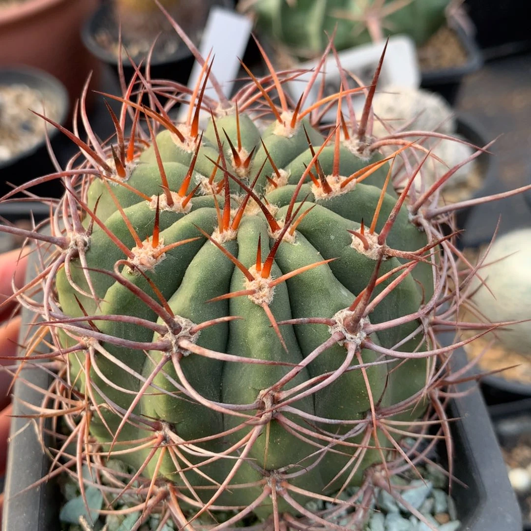 实生仙人球仙人球仙人球