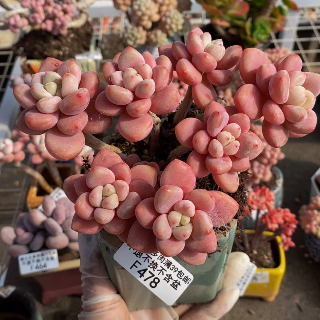 樱花洛神478/10c m