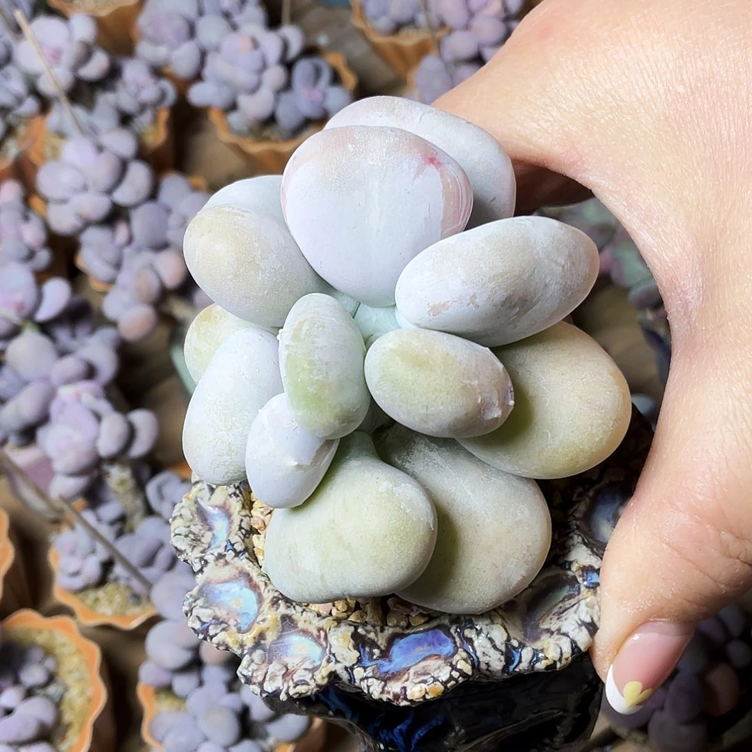 ᜊ**?多肉植物的生长发育与生长发育的关系