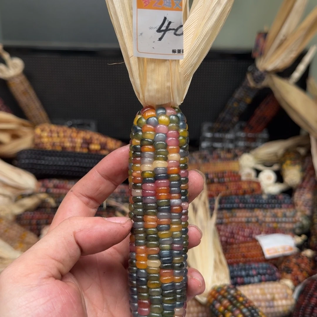 柏香籽/百香籽吊坠于*果