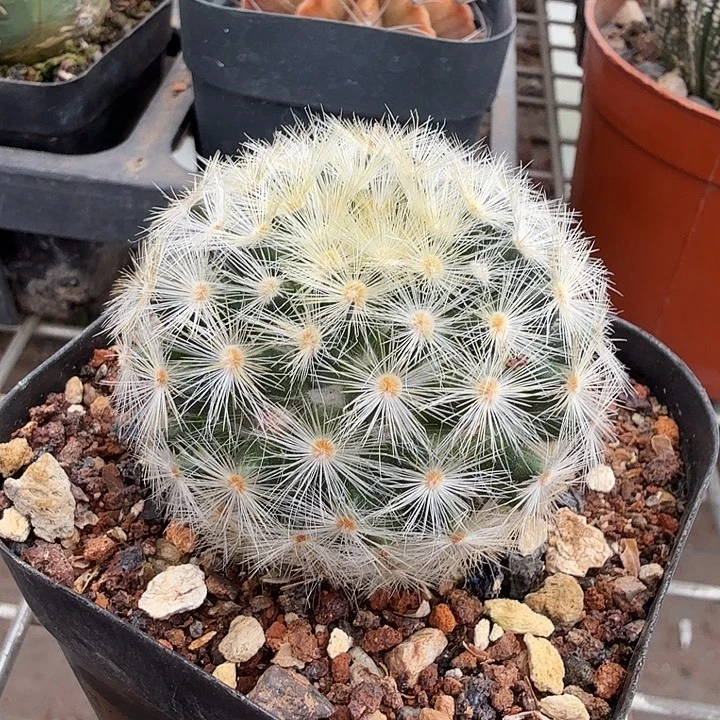 刘氏乳脱单头4仙人球