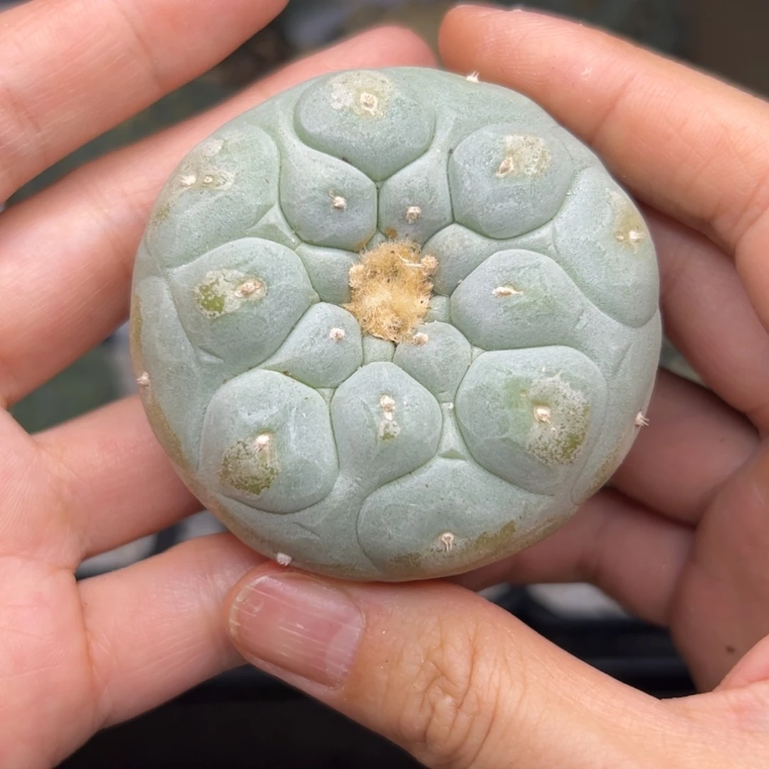571 仙人球的比赛 有根