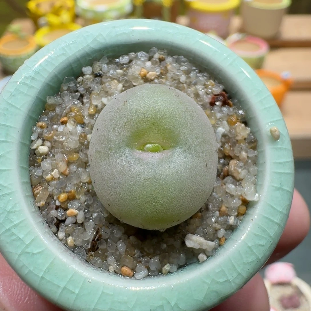蘑菇1171空卡佛多肉植物