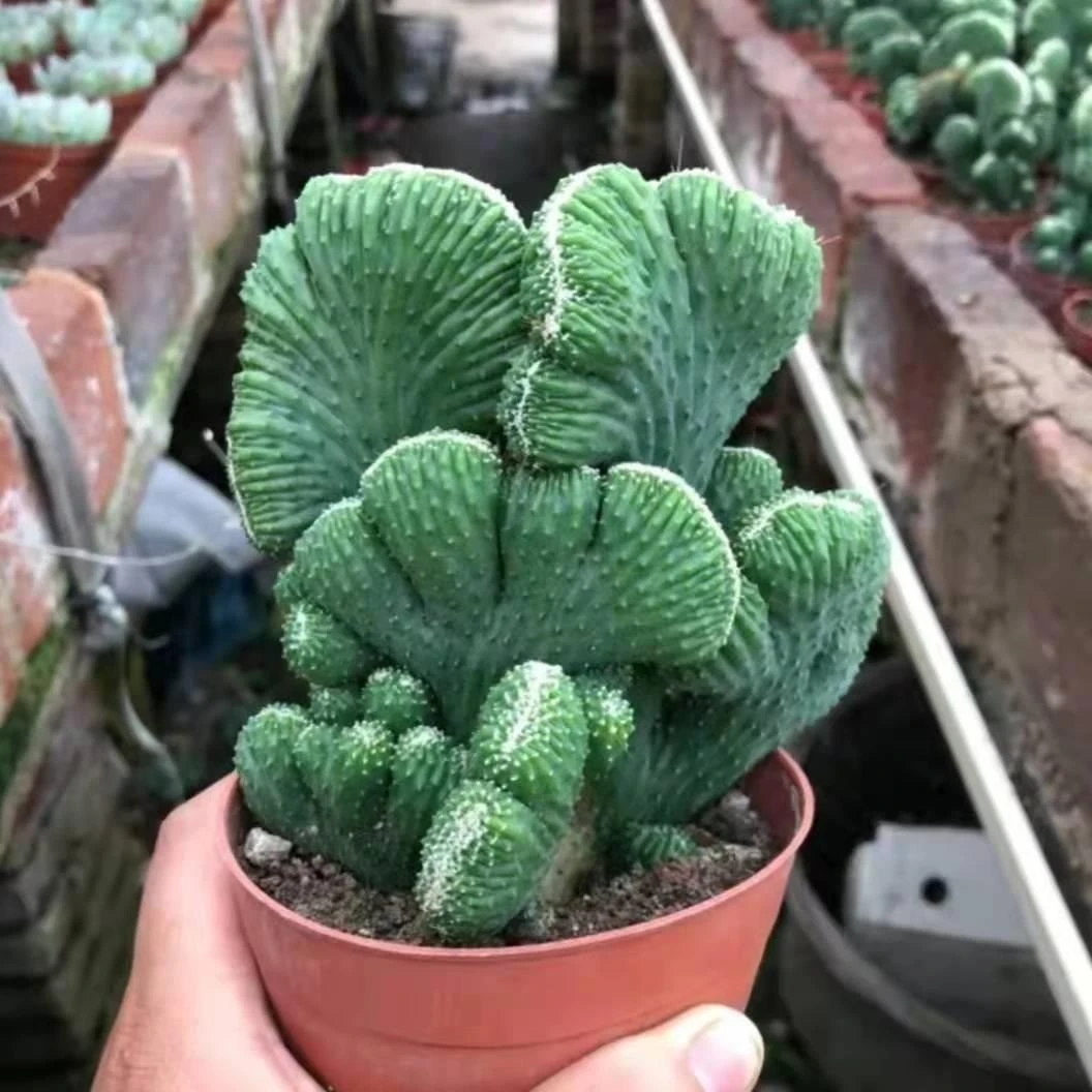 好评】趣味多肉植物桌面美观盆栽绿植盆景防辐射五指山仙人掌花卉