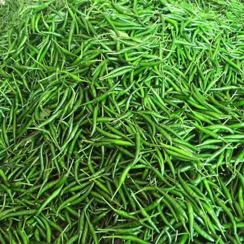 新鲜青小米本地辣椒特辣薄皮朝天椒绿色生本地辣椒