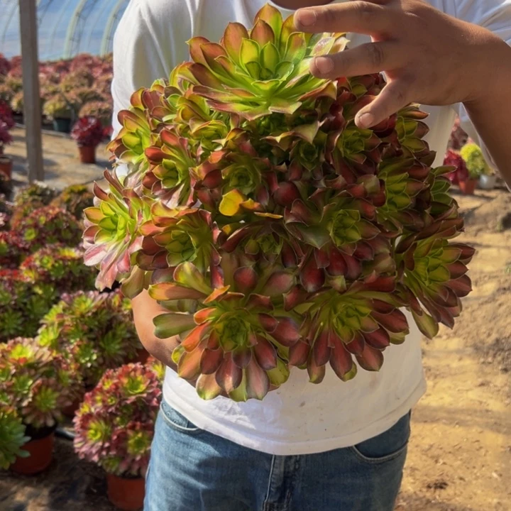 28.8超大韶华一棵