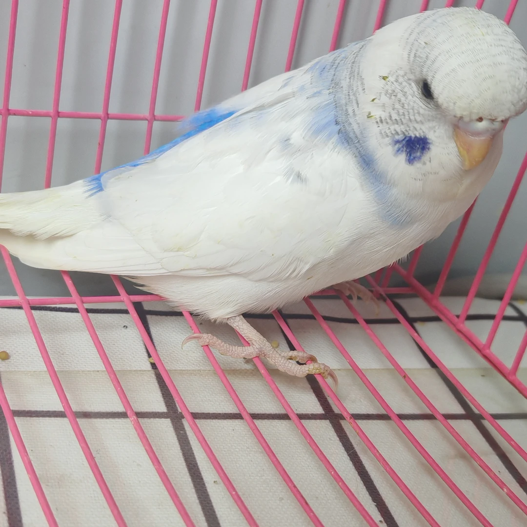 手养大头金彩虎皮鹦鹉宠物鸟可爱好养活可教说话