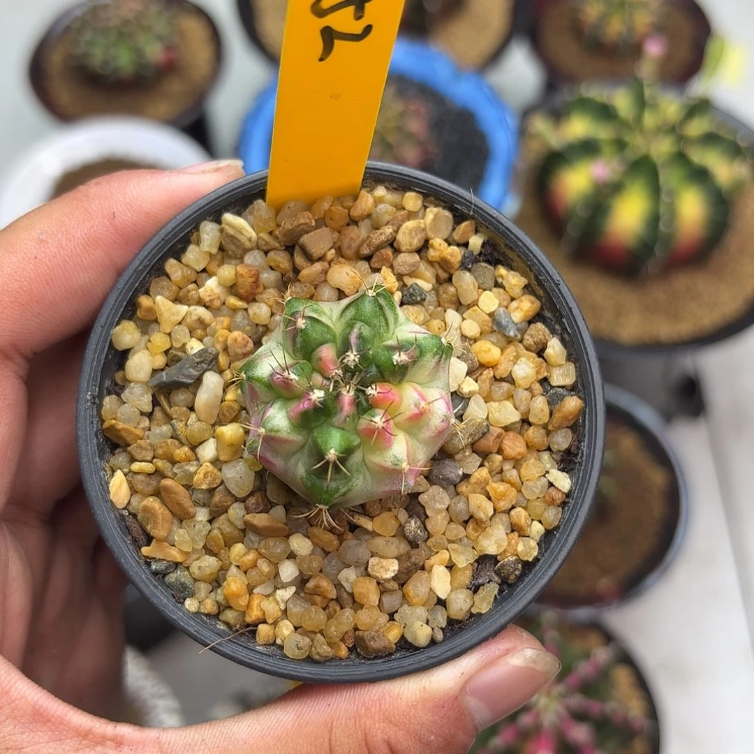 52-0925泰国发货多肉