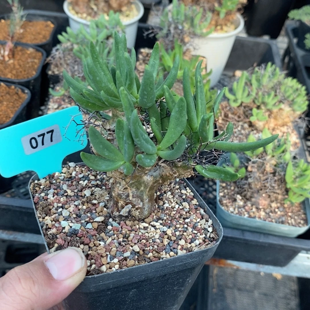 钢丝万物想产地一个