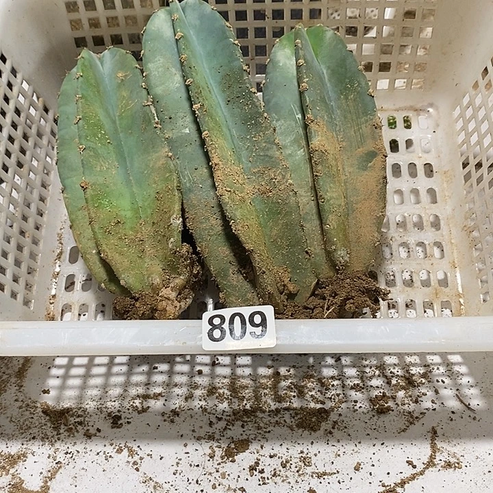 *****量天尺一筐809有根