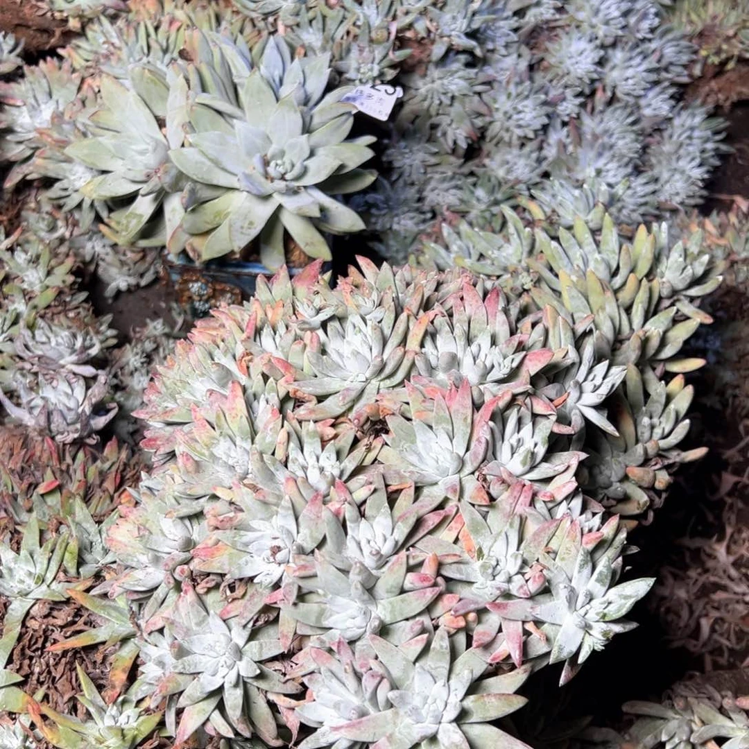 5425哈哈哈哈哈哈哈哈