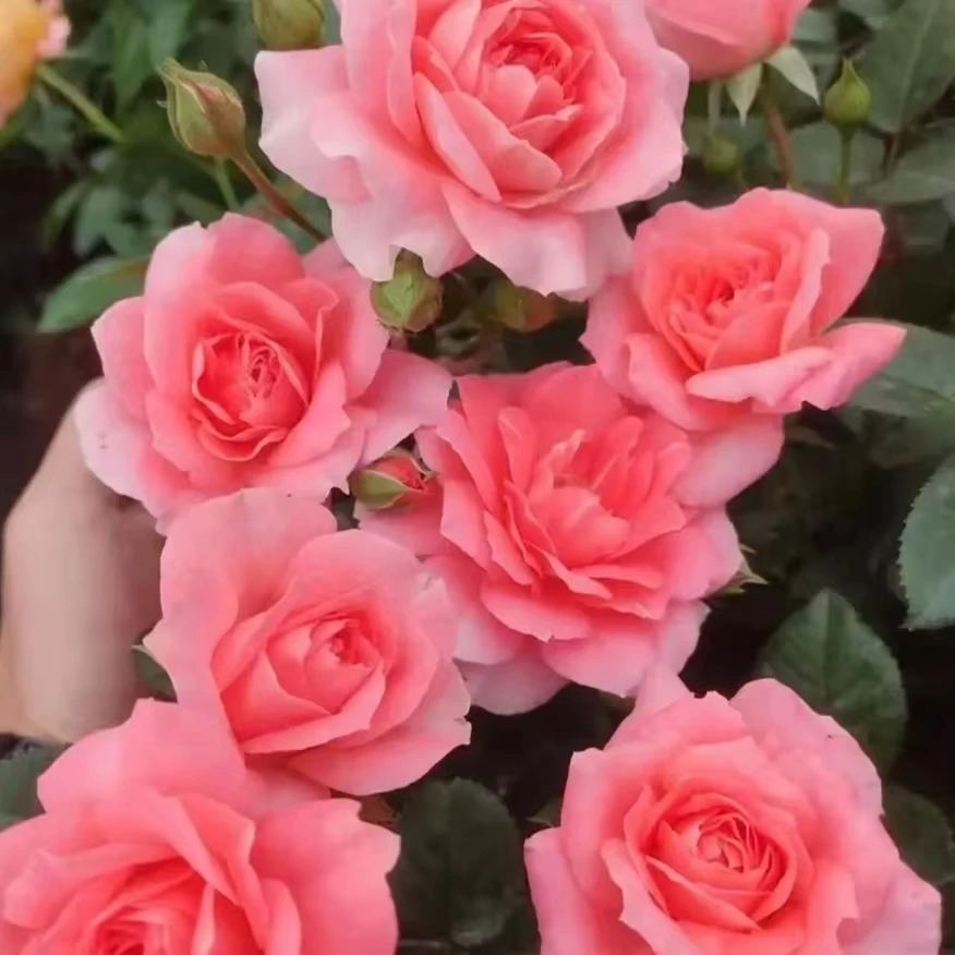 【破晓+果汁阳台】阿木 春季精品月季露天苗多枝耐寒耐热花期长