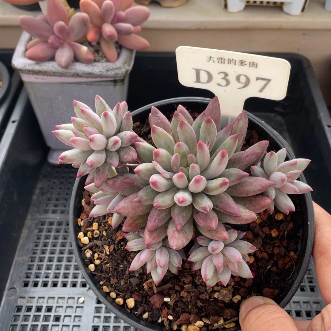 397虞美人不带盆12厘米