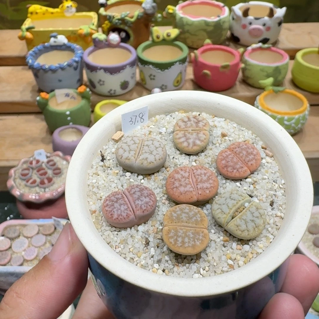 动***动蘑菇1220c309a拿铁