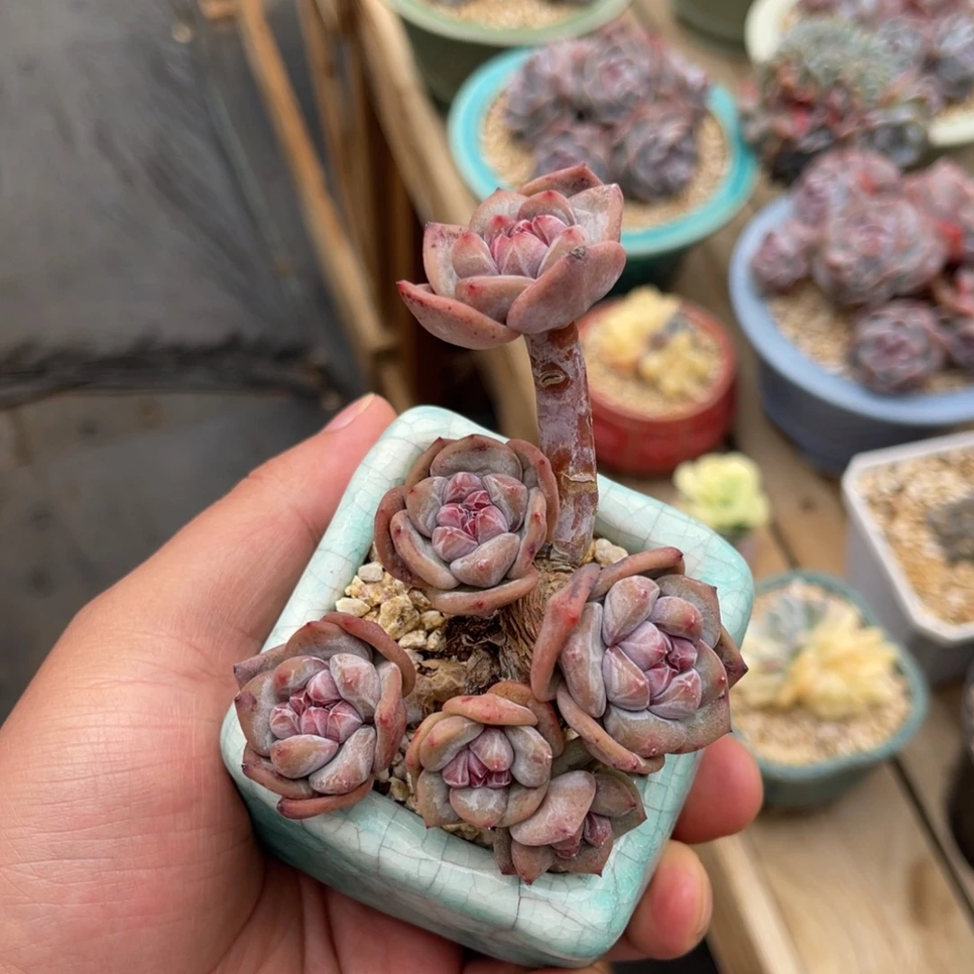一物一拍不支持退换