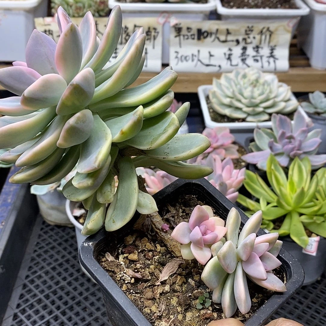 0169 紫雾锦自然群 杆子底部有干疤