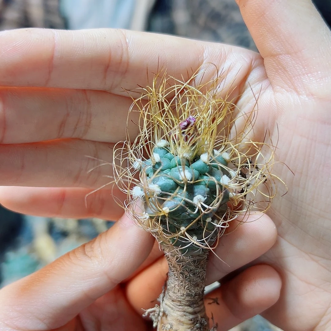 实生草刺娇丽2.5公分