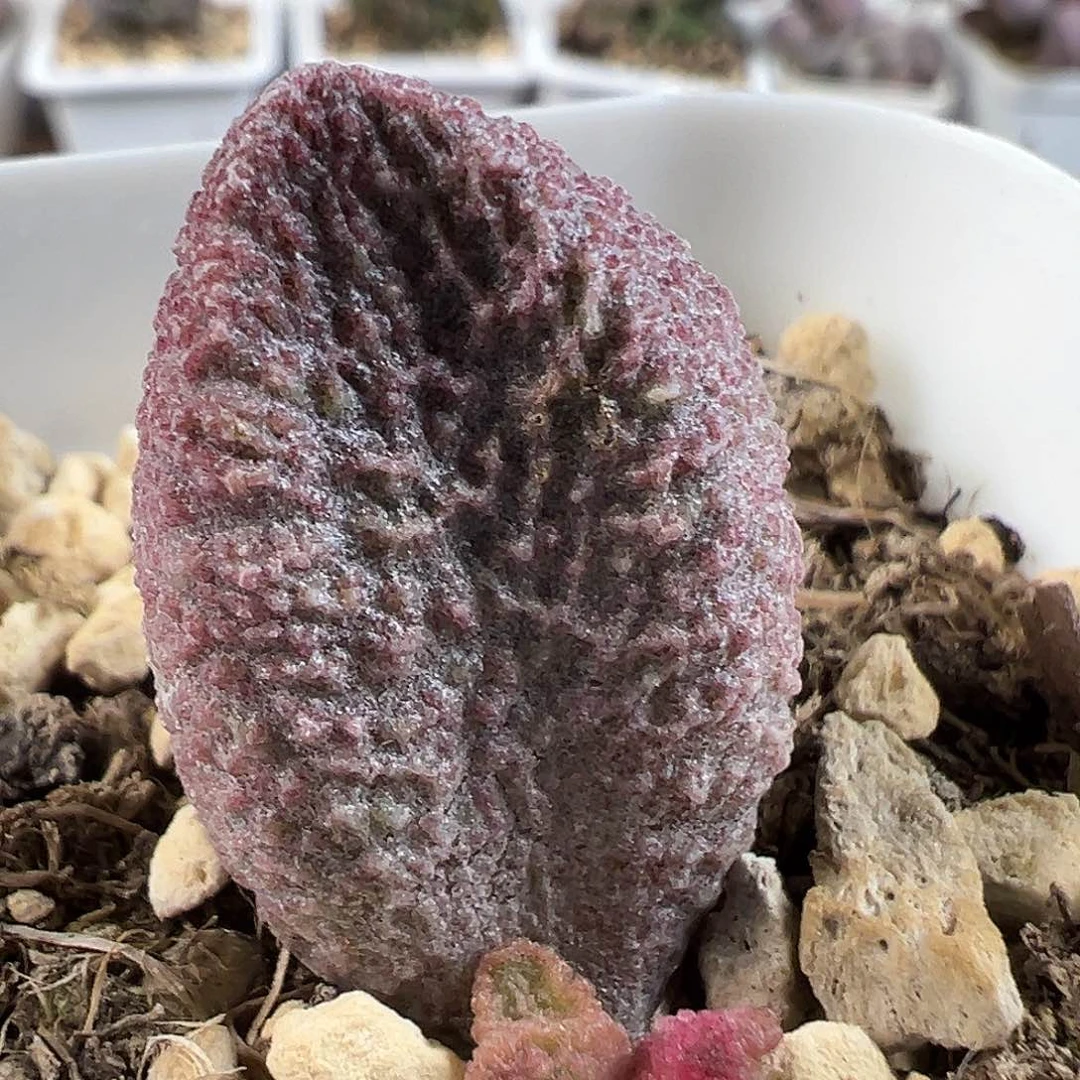 实生新品多肉水泡植物