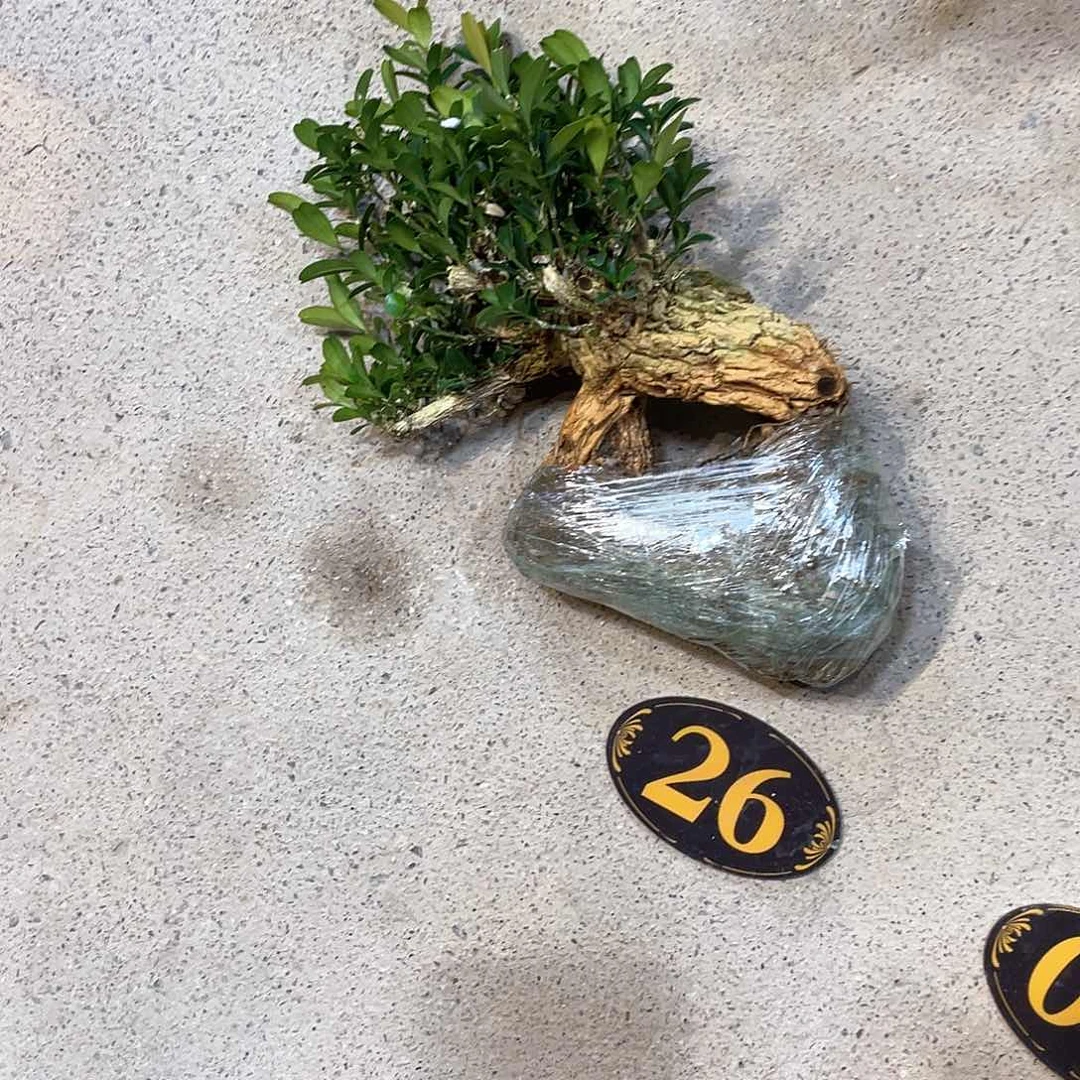 红陶安**，一起为梦想而加油啊