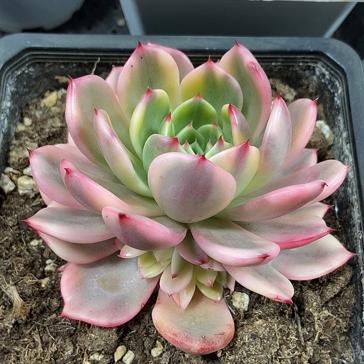 弗朗明戈锦多肉植物