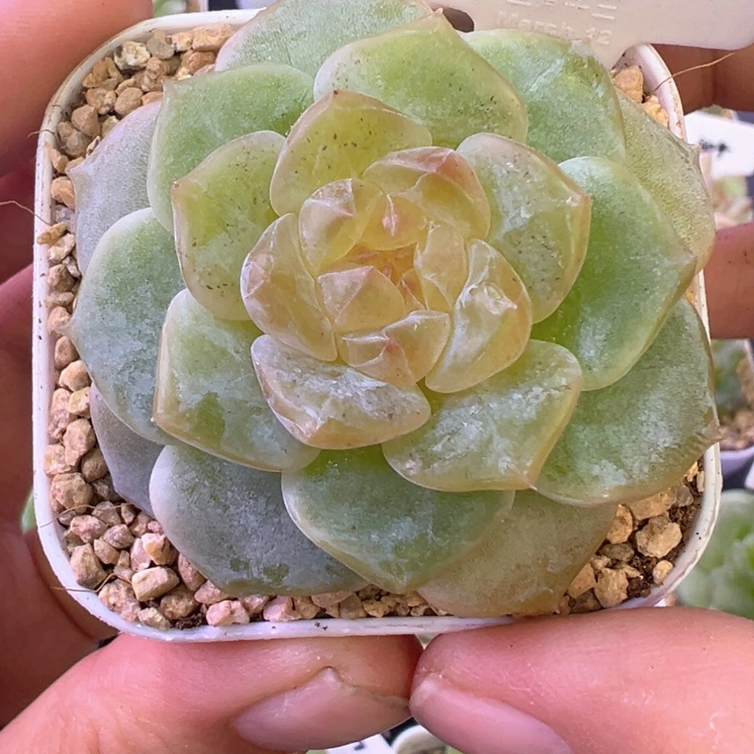 153号有晒斑晗雨多肉植物