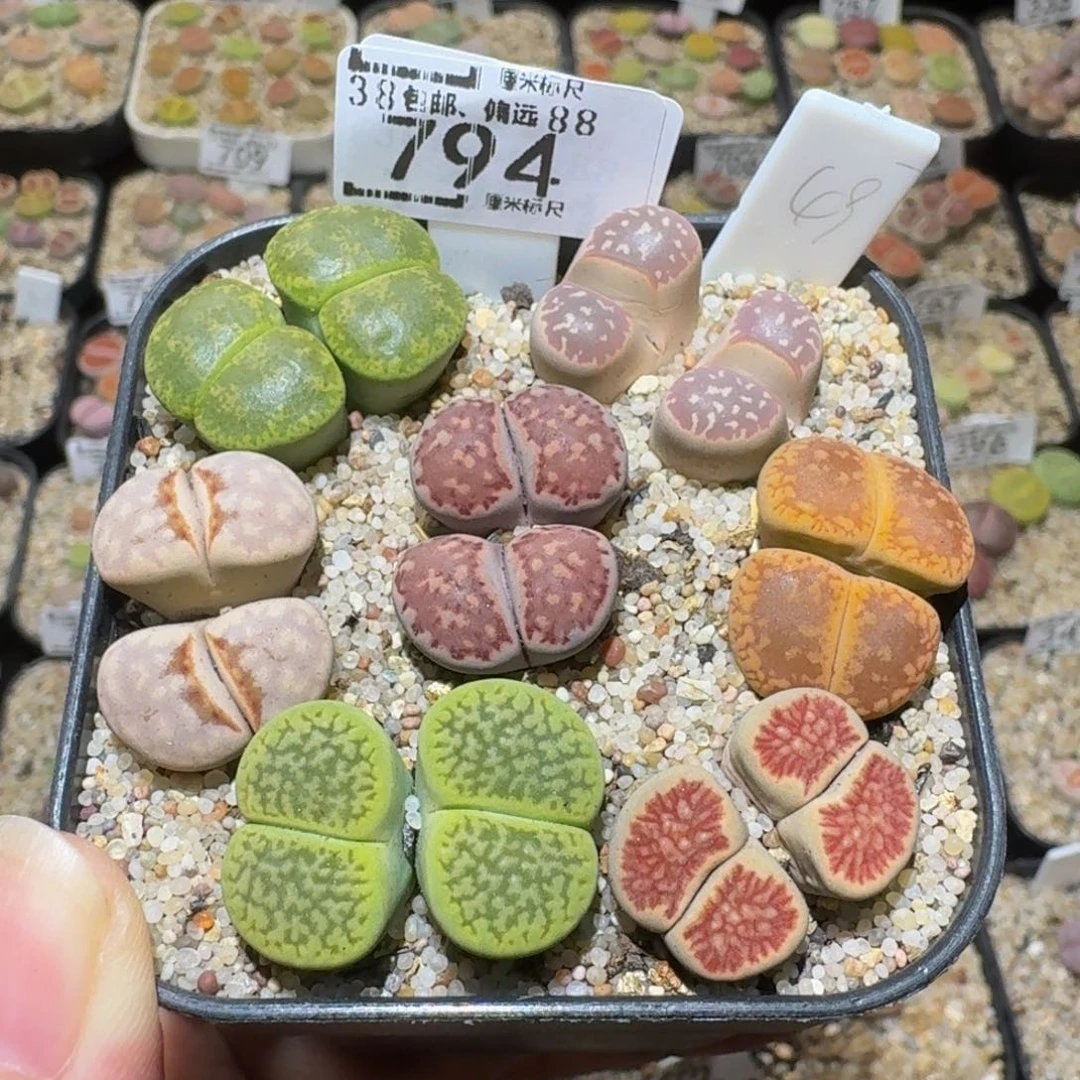Ssss精品生石花794