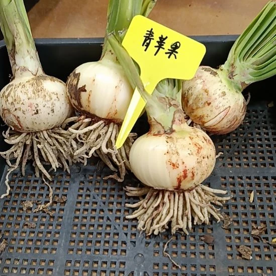 无花朵青苹果6+发一个