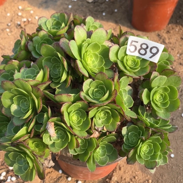 589多肉植物万圣夜有砍