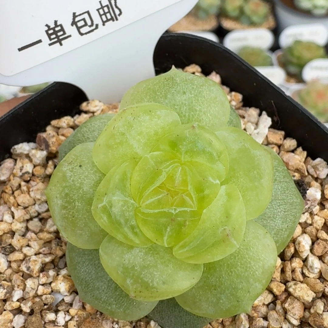 1014-017-3013柠檬微石化