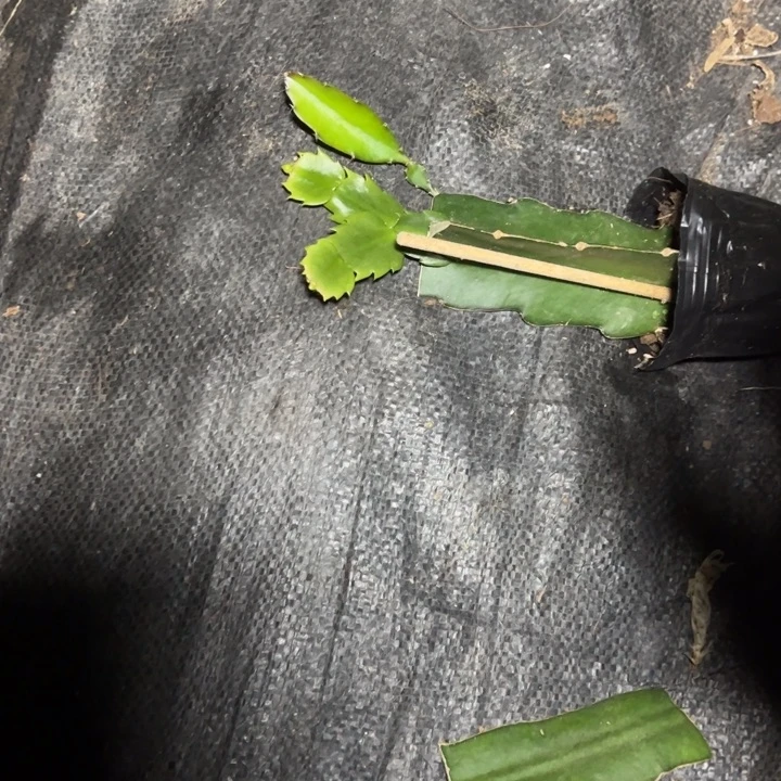 喜***5桑吉塔嫁接多叶片小苗一颗80