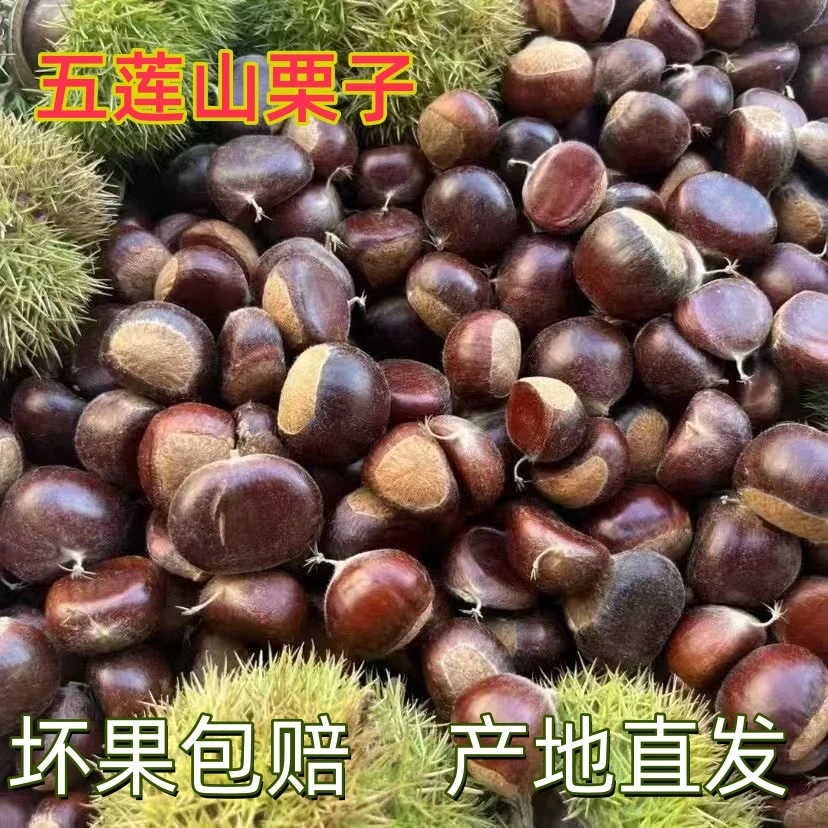 正宗板栗新鲜板栗当季山东五莲山鲜栗野生甜糯油栗子现摘老树栗子