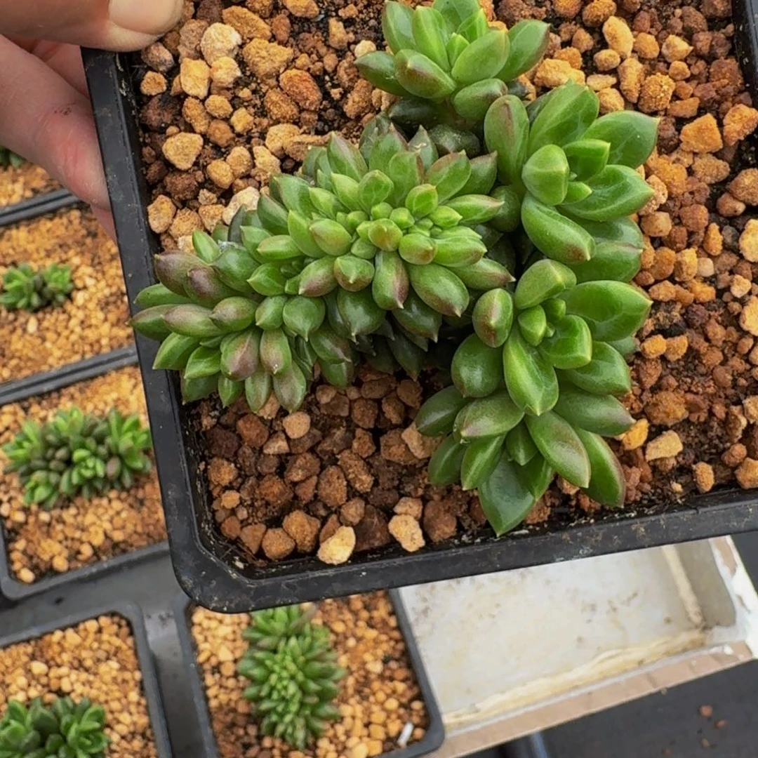 柏拉图 缀化 一物一拍