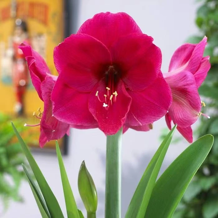 现货 进口荷兰单瓣朱顶红新品【丁香紫】 艺晓花卉