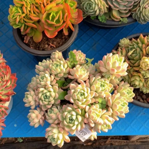 随*6049奶油美人多肉