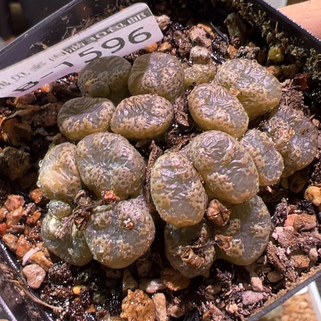 多肉植物1111111111111