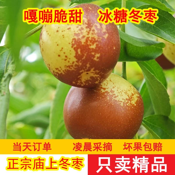 2/3/5斤京东包邮临猗庙上产地直发新鲜现摘冰糖冬枣香甜脆水果