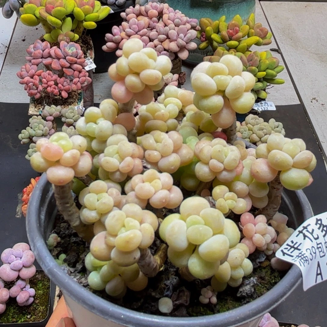 131鱼子酱8cm多肉