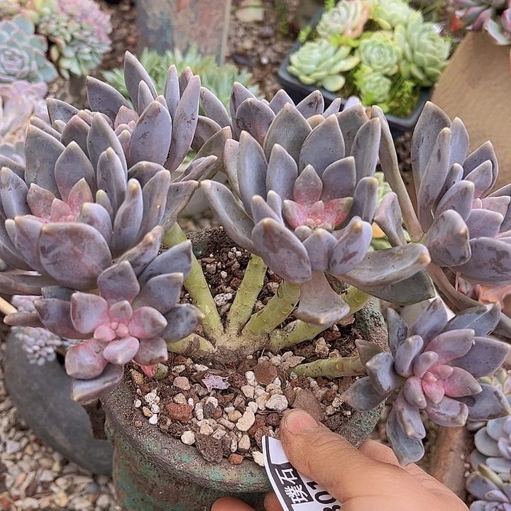 丽莎花园朵朵30116多肉植物