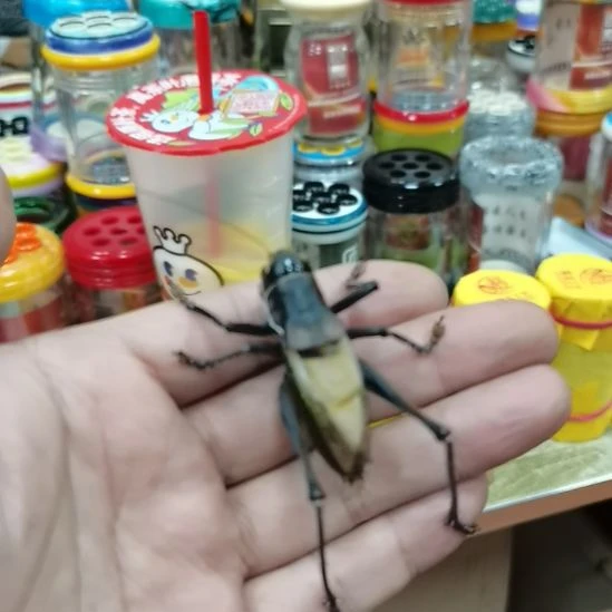 李***冬郝建伟炮筒蝈蝈精品