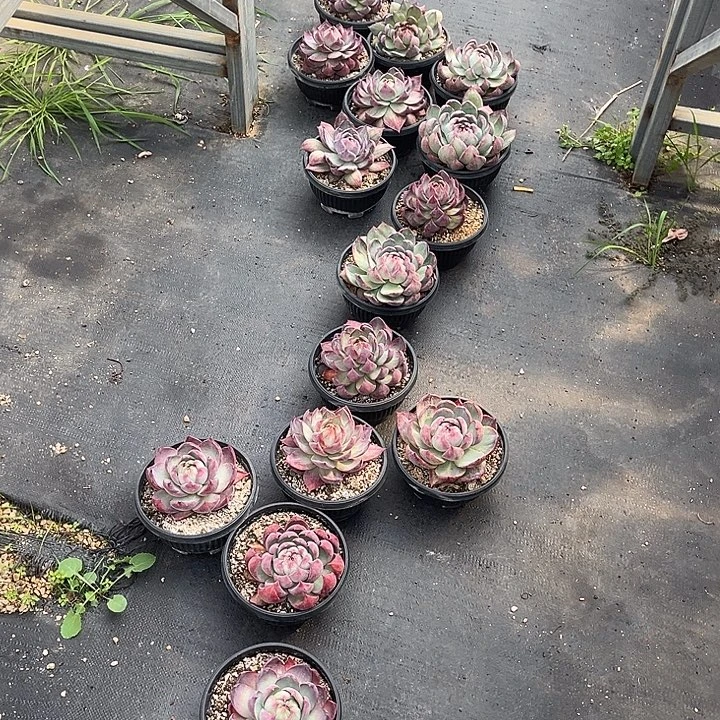 惊鸿仙子16.99多肉植物