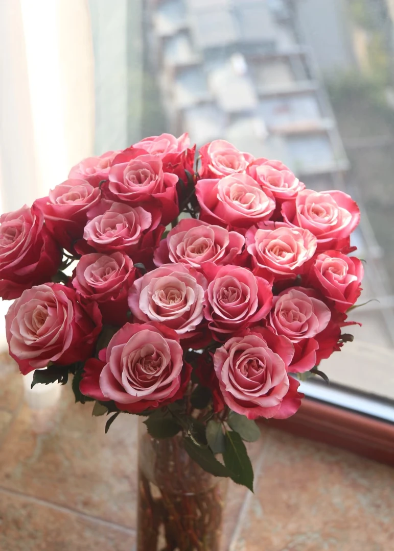 闺蜜玫瑰【2度以下地区请拍保温棉，没拍的冻坏不售后】