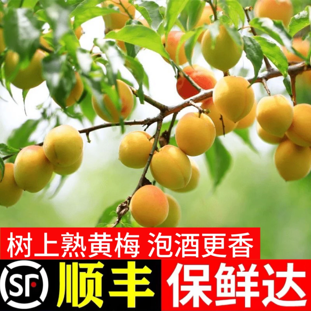 【顺丰/黄梅】树熟黄梅青梅果泡酒专用高山野生梅子现摘黄梅酱3/5斤