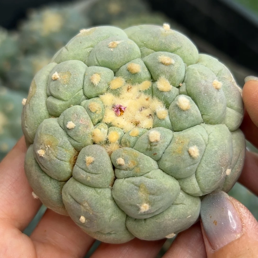 202  有根 仙人球的世界
